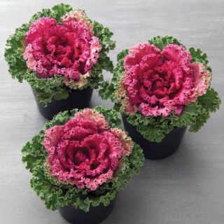 Kamome Bright Red Flowering Kale Thumbnail